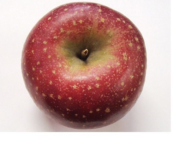 風丸農場 千雪りんごのジュース 無添加 青森県産 180ml×8本セット 飲料類 果汁飲料 りんごジュース 