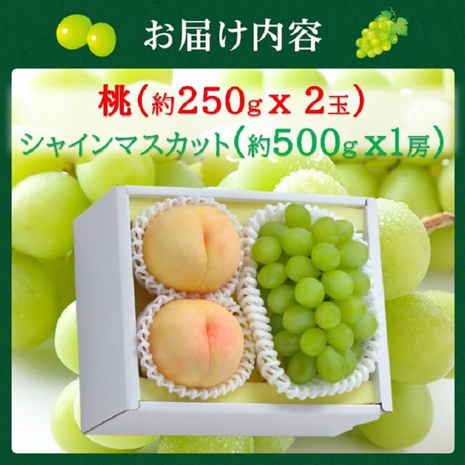 2026年 早期受付 岡山県産 桃 (約250g×2玉)・シャインマスカット(約500g×1房) 詰合せ 桃 シャインマスカット 果物 フルーツ
