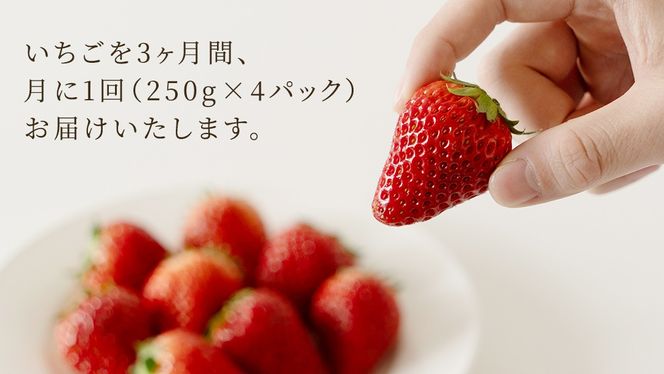 【定期便】いちご3ヶ月連続お届け便 （250g×4パック）×3回　【2026年1月から発送開始】（茨城県共通返礼品 [いちご]：城里町産） | 果物 フルーツ イチゴ 苺 白いちご とちおとめ 紅ほっぺ やよいひめ 定期便