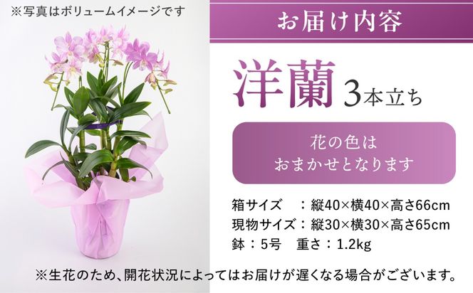 【 30セット 限定 】 デンファレ （ 洋蘭 ） 3本 立ち  《糸島》【和饗エコファーム株式会社】蘭 洋蘭 デンファレ 花 インテリア お祝い 贈り物 [AVI004]