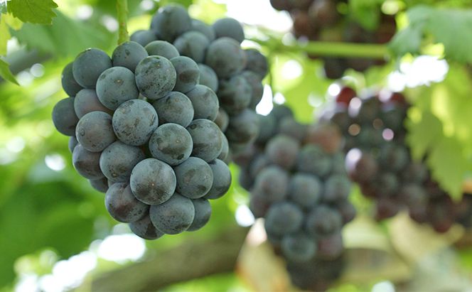 ぶどう 2026年 先行予約 ニューピオーネ4房(1房480g以上) ブドウ 葡萄 岡山県産 国産 フルーツ 果物 ギフト 