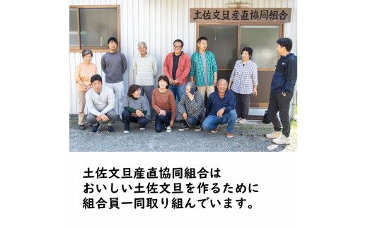 【先行予約】生産者直送 土佐文旦 約4.5kg [サイズおまかせ 2L～4L] 家庭用＜2027年1月下旬より発送＞  家庭用 文旦 柑橘 みかん フルーツ 果物 産地直送 お取り寄せ【土佐文旦産直協同組合】