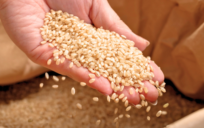 【令和7年産】 真庭市産 蒜山米 コシヒカリ 玄米 30kg / 真庭市 岡山県 令和7年産 2025年産 新米 玄米 数量限定 2025年9月下旬～順次発送予定 【agurih006-03】