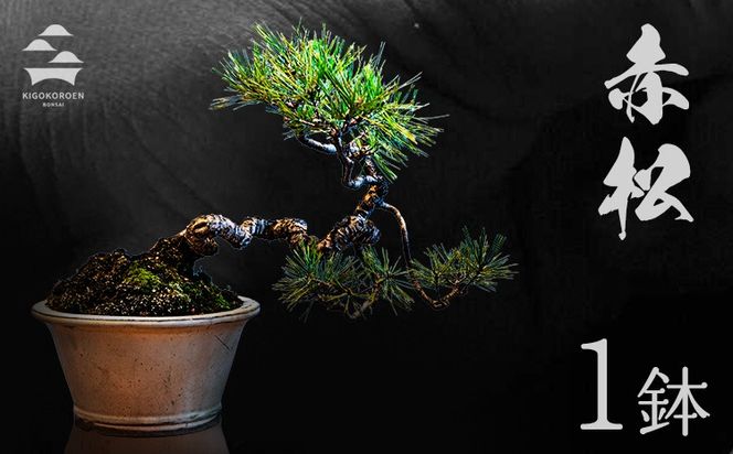 樹心園 赤松 盆栽《30日以内に出荷予定(土日祝除く)》あかまつ 盆栽作家 徳永功---sn_kgkrakmt_30d_r7_53500_1p---