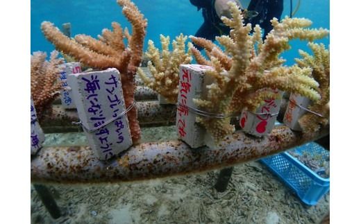 チケット サンゴ植付け ｜ 代行サービス 2株【恩納村ラグーン】