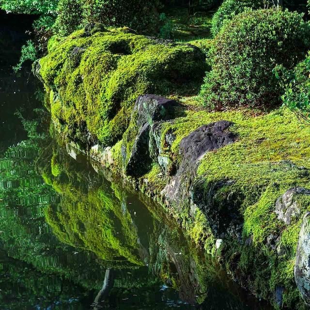 【銀座花粂】清水寺の苔 春 (3月20日頃到着 寄付日：2月3日から3月1日の方) 261009_A-SM001