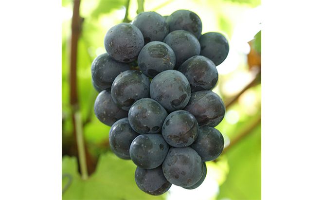 ぶどう 2026年 先行予約 つる付き ニュー ピオーネ 2房入り（1房 580g以上 ハウス栽培） ブドウ 葡萄  岡山県産 国産 フルーツ 果物 ギフト 