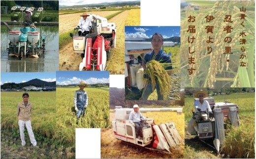 伊賀米コシヒカリ 令和8年産新米 特別栽培米「真米」白米5kg ×6回お届け定期便【ymnk-tkb0003】
