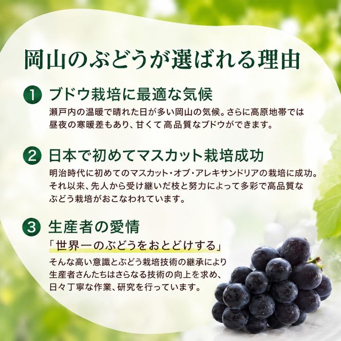 ぶどう ニューピオーネ 約2kg 3～4房 高梁市産 2026年 先行予約 贈答用 化粧箱 大粒 葡萄 ブドウ うめづぶどう園
