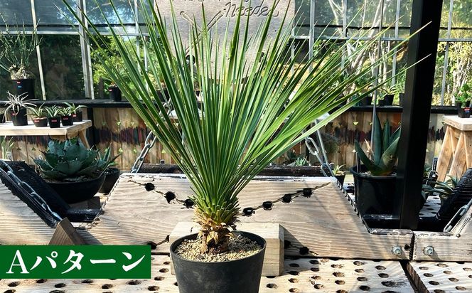 沖縄育ちの観葉植物】人気のユッカ・ロストラータ 5寸鉢（沖縄県金武町