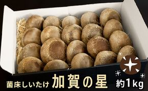 【2026年1月以降発送】菌床しいたけ　「加賀の星プレミアム」 野菜 きのこ きのこ類 食べ物 食材 肉厚 ジューシー 豊かな香り 旨味 国産 日本産 石川県産 国産野菜 国産シイタケ バター焼き 鍋物 ホイル焼き 