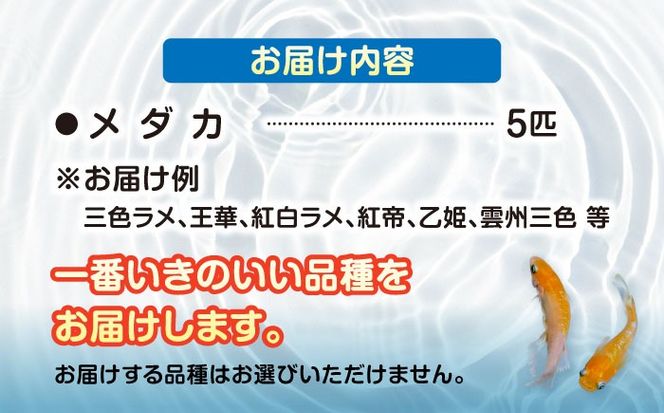 メダカ5匹（カラー系） 【株式会社プロスパージャパン】 改良メダカ めだか 生体[AEAK002]（愛知県愛西市） |  ふるさと納税サイト「ふるさとプレミアム」