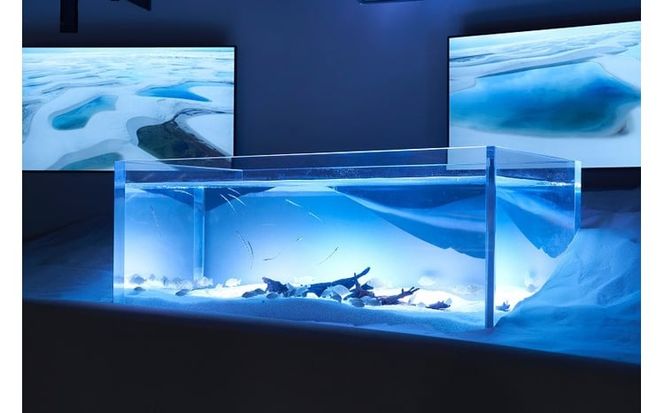 カワスイ 川崎水族館ペアチケット