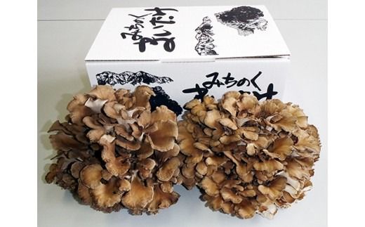 最上町産みちのくまいたけ2株