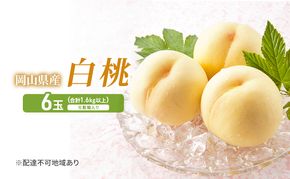 桃 2026年 先行予約 岡山白桃 6玉 (1.6kg以上) 化粧箱入り もも モモ 岡山県産 国産 フルーツ 果物 セット ギフト