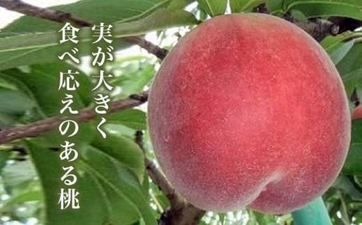 なつっこ (白桃） 約3kg 7～12玉 ［小布施屋］ 桃 白桃 もも モモ フルーツ 果物 令和7年産 【2025年8月上旬～中旬発送】 ［A-5］