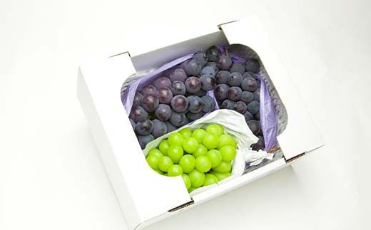 FYN6-059 《2026年先行予約》贈答用 山形県産 シャインマスカット ピオーネ 2種詰合せ 約1.6kg(2～4房) 秀品 2026年8月下旬から順次発送 種無し ぶどう 葡萄 ブドウ マスカット 大粒 夏果実 秋果実 果物 くだもの フルーツ 贈り物 ギフト プレゼント 産地直送 山形県 西川町 月山