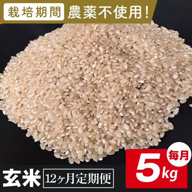 【2026年9月中旬発送開始】【12ヶ月定期便】★栽培期間農薬不使用★茨城県産 R８年産 こしひかり玄米 5kg｜茨城県 行方市 ふるさと納税 お米 米 定期便 こしひかり 玄米 無農薬（BI-104）
