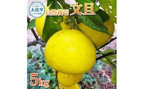 【先行予約】自然栽培文旦5kg L～3Lサイズ 〈2027年1月9日～4月30日発送〉文旦 ブンタン ぶんたん 5キロ 柑橘 かんきつ 柑橘類 みかん フルーツ デザート 果物 ビタミン おやつ 国産 高知県産【有限会社四万十くじら】
