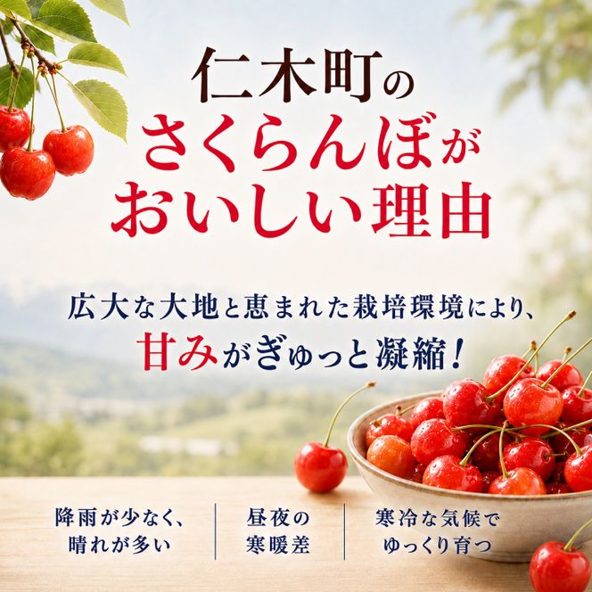 2027年発送 北海道 仁木町産 さくらんぼ 南陽 600g(300g×2パック)　Lサイズ以上 旬 桜桃 産地直送 サクランボ チェリー フルーツ 果物 果物類  仁木町 仁木 [松山商店]