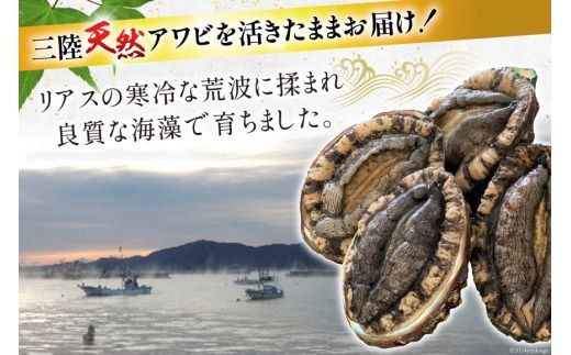 【期間限定発送】 海鮮 訳あり 三陸産 活アワビ 800g (7～8個) [マルヤ五洋水産 宮城県 南三陸町 30al0006] 魚介類 あわび 鮑 天然 蝦夷あわび 貝 冷蔵 刺身 刺し身 活き ステーキ