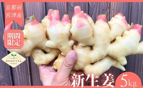 【2026年発送分予約】京都府産　新生姜 5kg 栽培期間中 農薬 化学肥料 除草剤不使用 生姜 しょうが 酢漬け 薬味 野菜 紅茶 ガリ チューハイ 健康 国産 おつまみ