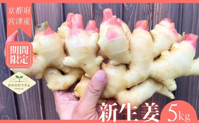 【2026年発送分予約】京都府産　新生姜 5kg 栽培期間中 農薬 化学肥料 除草剤不使用 生姜 しょうが 酢漬け 薬味 野菜 紅茶 ガリ チューハイ 健康 国産 おつまみ