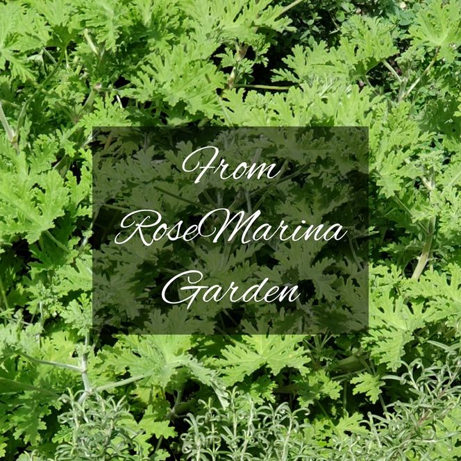 【滝川市の白樺アロマウッド＆ゼラニウム精油ブレンド】 北海道 滝川市産 アロマウッド 1個＆精油ブレンド 10ml セット アロマ 精油 ブレンド