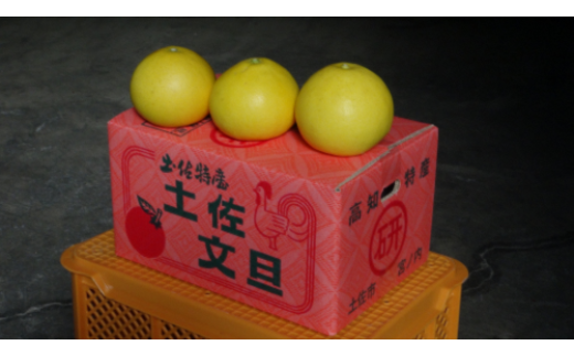 土佐文旦　（小玉）家庭用5kg　 2月～3月発送　三愛果樹園