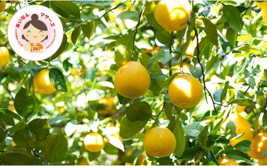 先行予約 訳あり 河内晩柑 2kg 5000円 みかん かわちばんかん わけあり ミカン mikan 愛南ゴールド あいなん ゴールド 家庭用 少量 お試し 文旦 グレープフルーツ 和製 家庭用 産地直送 国産 農家直送 期間限定 数量限定 先行 受付 事前 予約 ビタミン 特産品 ゼリー ジュース 人気 限定 さわやか 甘い フルーツ 果物 柑橘 蜜柑 規格外 あいなんマザーズ 愛南町 愛媛県