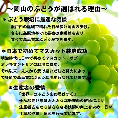 ぶどう2026年 先行予約 岡山 名産 晴王 シャイン マスカット たっぷり2kg！9月上旬以降順次発送 ギフトにも ブドウ 葡萄 岡山県産 国産 フルーツ 果物 ギフト用 贈答用 皮ごと 種なし 産地直送 