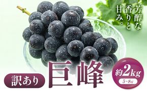 訳あり 巨峰 約2kg (5～8房) 阿部ぶどう園 《8月中旬-9月末頃出荷予定》茨城県産 結城市 果物 ぶどう フルーツ 産地直送【配送不可地域あり】(離島)---yuki_abb_5_1500g---