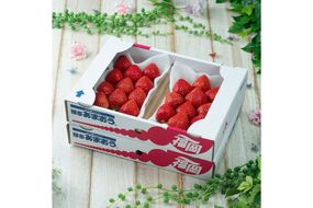 【2026年2月より順次発送】福岡産【春】あまおうDX(デラックス)4パック【南国フルーツ株式会社】_HA1908