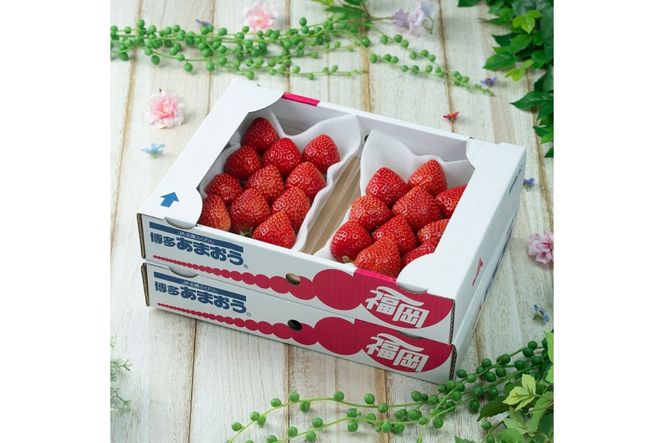 【2026年2月より順次発送】福岡産【春】あまおうDX(デラックス)4パック【南国フルーツ株式会社】_HA1908