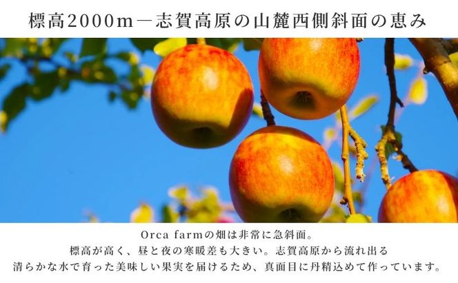 【2026年9月～発送】シナノスイート 家庭用 約5kg りんご リンゴ 林檎 果物 フルーツ 長野県 長野 山ノ内町