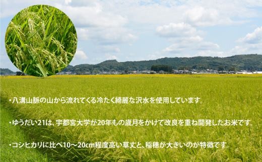 TVでも話題のお米 ゆうだい21 ＼令和7年産／【数量限定】あい　farm　やなぎのお米　令和7年産 ゆうだい21 白米 5kg | 栃木県 益子町 ふるさと納税 お米 米 5kg 白米 (DQ006)