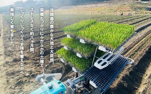 【新玉ねぎ】淡路島たまねぎ(5キロ)【発送時期：2026年5月頃】　玉ねぎ 産地直送