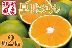 みかん 早味かん 約 2kg 【期間限定発送】 [南国フルーツ 福岡県 宇美町 um40azo970030] 先行予約 福岡県産 ミカン 早生みかん 早生ミカン フルーツ 果物 くだもの 果実 甘い あまい