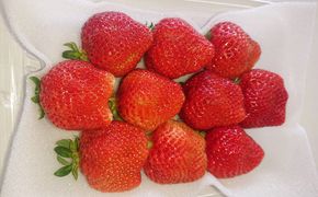 【2026年2月上旬～4月上旬発送予定】あまおうボリュームセット G規格以上 6パック 計約1500-1620g 苺 いちご フルーツ 国産 冷蔵