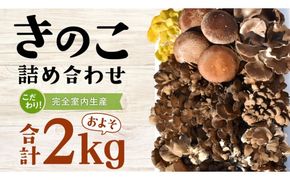 きのこ の 詰め合わせ Lサイズ( 約2kg ) （茨城県共通返礼品：城里町） キノコ セット 野菜 低カロリー ダイエット デトックス バラエティ セット 新鮮 [DY003us]