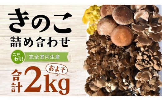 きのこ の 詰め合わせ Lサイズ( 約2kg ) （茨城県共通返礼品：城里町） キノコ セット 野菜 低カロリー ダイエット デトックス バラエティ セット 新鮮 [DY003us]