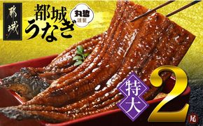 宮崎県育ちの【特大】うなぎ蒲焼2尾440g以上≪山椒・たれ付≫_18-M301