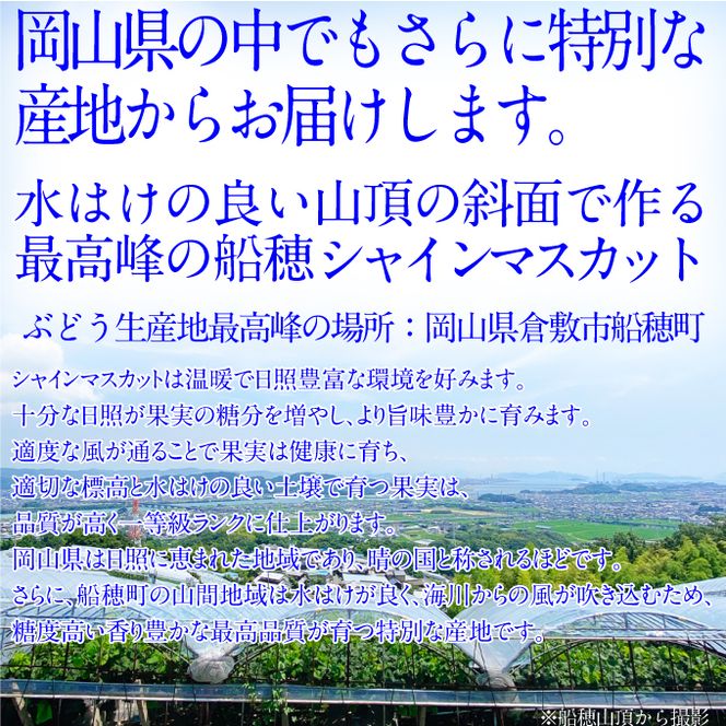 2026年予約受付中【2回定期便】 プレミアムシャインマスカット晴王 1房約700g/人気 岡山県産 赤秀品  種無し 皮ごと食べる みずみずしい 9月・10月にお届け   ハレノフルーツ