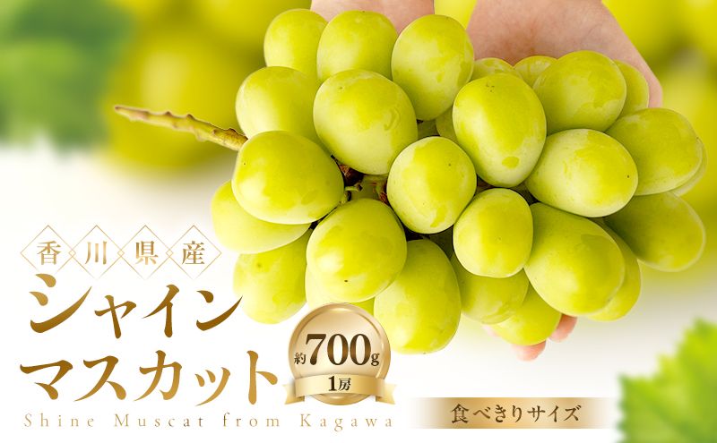 [食べきりサイズ] シャインマスカット 約700g ぶどう ブドウ 葡萄 香川県産 国産 フルーツ 果物