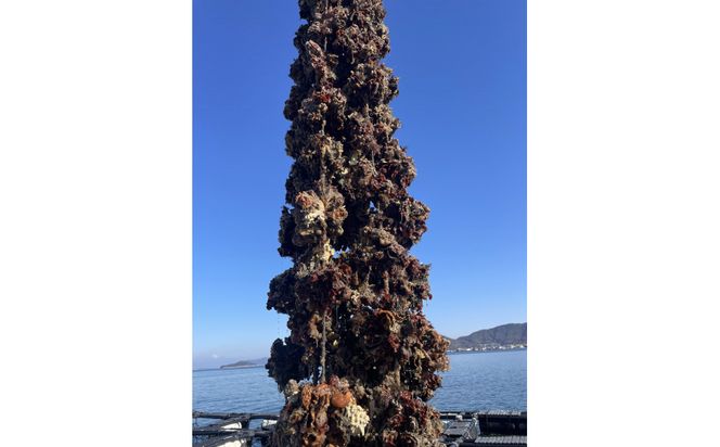 加熱用 牡蛎ムキ身1kg 372013_LN002