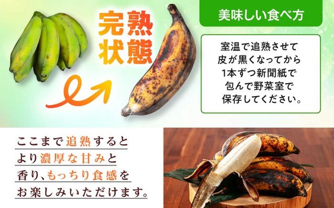 ムッチリ食感！沖縄県産アップルバナナ 2kg バナナ フルーツ 果物 無農薬 banana 沖縄市 / タカエス フルーツ＆ベジタブル [BCBH001]
