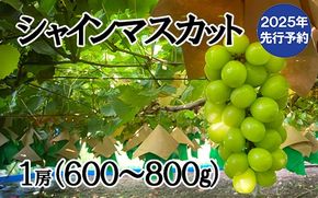 【2025年発送分 先行予約】シャインマスカット（１房） 600～800g シャイン マスカット ぶどう ブドウ 葡萄 １房 600g 700g 800g 家庭用 自宅用 個人用 １人用 フルーツ 果物 くだもの 山梨 やまなし 10000円