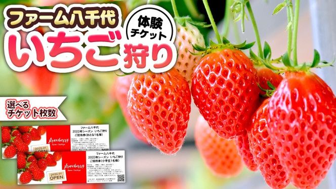 【選べる枚数】いちご狩り体験 チケット おとな1枚＋小学生1枚 / おとな2枚＋小学生2枚 / おとな2枚  いちご狩り 体験 イチゴ 苺 フルーツ 果物 食べ放題 [BP001ya-BP003ya]