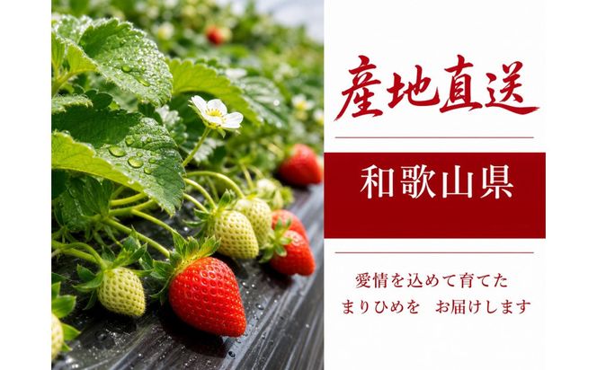 紀州和歌山ブランドいちご「まりひめ」約250g×4P ［2027年3月上旬頃～3月下旬頃に順次発送］［UT39］ 303446_XF91042