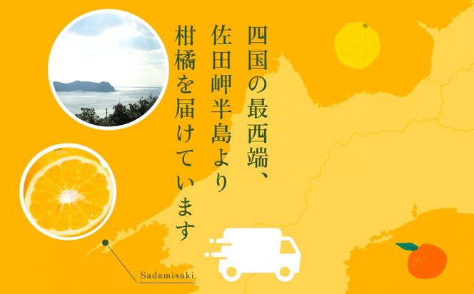 【先行予約】サンフルーツ（生果3kg）※離島への配送不可（2026年2月上旬より順次発送予定） IKTBD012